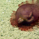 The camera got so close to this sediment-noshing sea cucumber you can see coils of sand packed into its intestines!